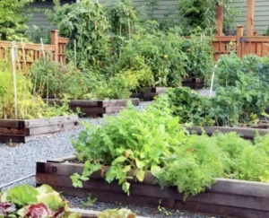 Organic Remedies, Garden